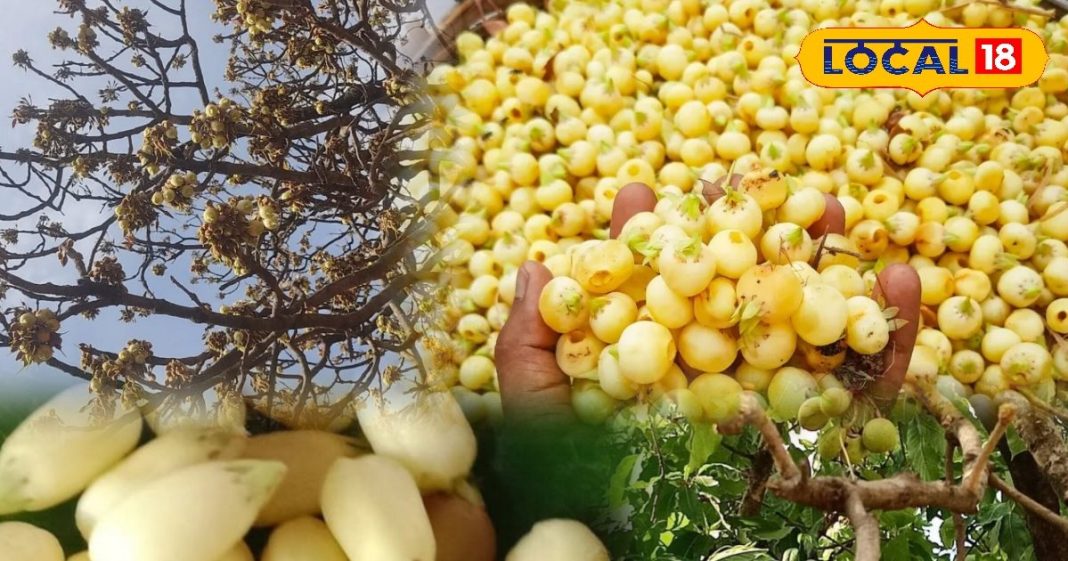 हेल्थ टिप्स: यह पेड़ है सेहत का खजाना! पत्तों से लेकर फूलों तक में भरे हैं औषधीय गुण, कई रोगों में देता है राहत – Rajasthan News