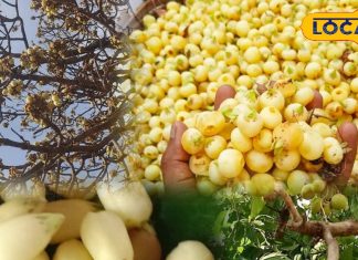 हेल्थ टिप्स: यह पेड़ है सेहत का खजाना! पत्तों से लेकर फूलों तक में भरे हैं औषधीय गुण, कई रोगों में देता है राहत – Rajasthan News