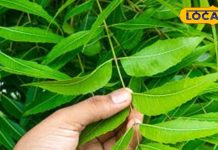जख्म हो या इन्फेक्शन, कैसे नीम बनता है प्राकृतिक एंटीबायोटिक? जानिए इसके फायदे – Uttar Pradesh News
