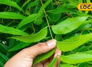 जख्म हो या इन्फेक्शन, कैसे नीम बनता है प्राकृतिक एंटीबायोटिक? जानिए इसके फायदे – Uttar Pradesh News