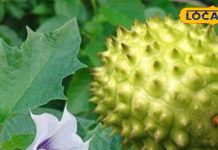 सेहत का साथी, भोलेनाथ का फेवरेट, ये जहरीला फल दमा का दुश्मन, जानें इस्तेमाल का तरीका – Uttar Pradesh News