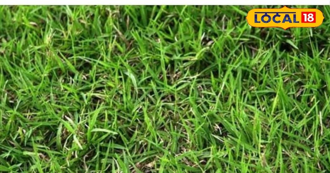 बनता काम भी है बिगड़ता और कंगाली ने बना लिया है घर में वास, तो बुधवार को रखें घर में यह घास और फिर देखें कैसे मिलता है मां लक्ष्मी का आशीर्वाद