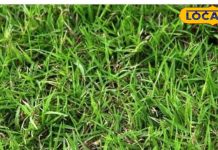 बनता काम भी है बिगड़ता और कंगाली ने बना लिया है घर में वास, तो बुधवार को रखें घर में यह घास और फिर देखें कैसे मिलता है मां लक्ष्मी का आशीर्वाद