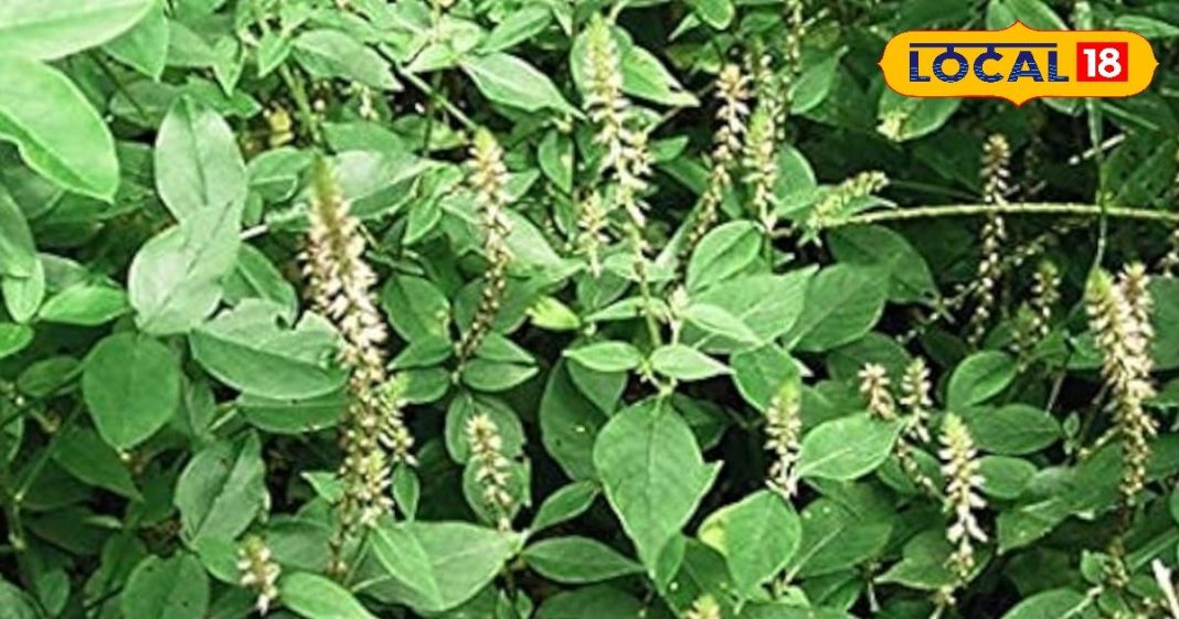 चिरचिटा के फायदे . Chirchita Health Benefits . Ayurvedic Remedy for Joint Pain & Kidney Stone.