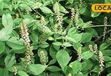 चिरचिटा के फायदे . Chirchita Health Benefits . Ayurvedic Remedy for Joint Pain & Kidney Stone.
