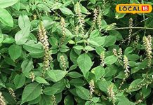 पथरी, दाद-खाज और सूजन में कमाल है चिरचिटा, जानें इसके 7 चमत्कारी स्वास्थ्य लाभ – Bharat.one हिंदी