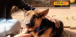 कुत्तों में तेज़ी से फैल रहा ये खतरनाक वायरस, लापरवाही की तो जा सकती है जान! जानें लक्षण और बचाव