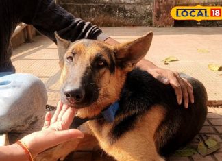 कुत्तों में तेज़ी से फैल रहा ये खतरनाक वायरस, लापरवाही की तो जा सकती है जान! जानें लक्षण और बचाव