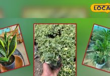 महंगे एयर प्यूरीफायर भूल जाओ! सिर्फ घर में लगाएं ये 5 पौधे, दिन-रात मिलेगी फ्रेश और शुद्ध हवा!