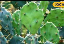 बस एक पत्ता दूर करेगा जोड़ों का दर्द, पाइल्स का भी रामबाण इलाज, विंध्य के डॉक्टर भी हैरान