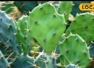 बस एक पत्ता दूर करेगा जोड़ों का दर्द, पाइल्स का भी रामबाण इलाज, विंध्य के डॉक्टर भी हैरान