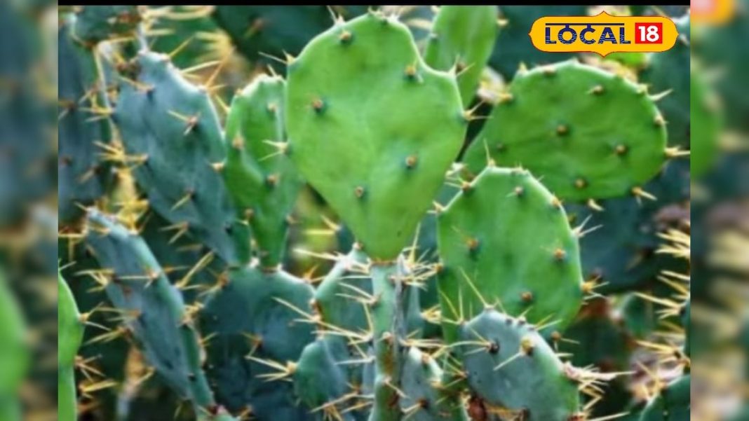 सेहत के लिए ‘अमृत’ है ये कांटेदार पौधा, कई बीमारियों से मिलेगा छुटकारा, ऐसे करें इस्तेमाल