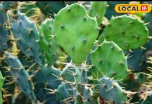 सेहत के लिए ‘अमृत’ है ये कांटेदार पौधा, कई बीमारियों से मिलेगा छुटकारा, ऐसे करें इस्तेमाल