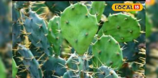 सेहत के लिए ‘अमृत’ है ये कांटेदार पौधा, कई बीमारियों से मिलेगा छुटकारा, ऐसे करें इस्तेमाल