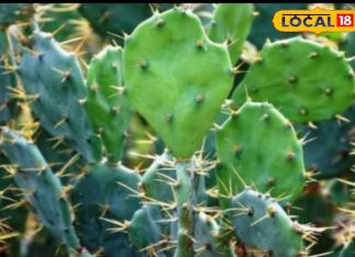 सेहत के लिए ‘अमृत’ है ये कांटेदार पौधा, कई बीमारियों से मिलेगा छुटकारा, ऐसे करें इस्तेमाल