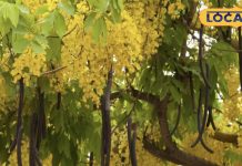 कब्ज और बुखार से लेकर हृदय रोग तक, अमलतास करता है कमाल, जानें इसे खाने के आसान और असरदार तरीका – Uttar Pradesh News