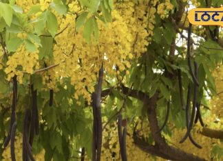 कब्ज और बुखार से लेकर हृदय रोग तक, अमलतास करता है कमाल, जानें इसे खाने के आसान और असरदार तरीका – Uttar Pradesh News