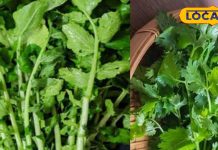 धनिया-मूली के पत्तों में छुपा है सुपर मेडिसिन, जो कर दे शरीर को अंदर से शुद्ध!