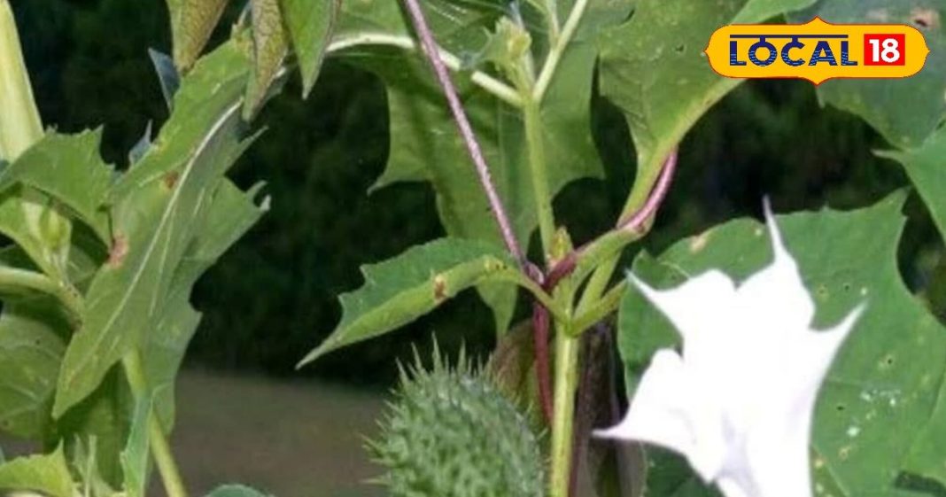 शरीर के कष्ट काटेगा ये जहरीला पौधा! महादेव का प्रिय, औषधि का खजाना, कई बीमारियों का काल, जानें फायदे – Madhya Pradesh News