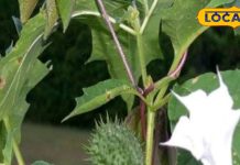 शरीर के कष्ट काटेगा ये जहरीला पौधा! महादेव का प्रिय, औषधि का खजाना, कई बीमारियों का काल, जानें फायदे – Madhya Pradesh News