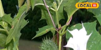 शरीर के कष्ट काटेगा ये जहरीला पौधा! महादेव का प्रिय, औषधि का खजाना, कई बीमारियों का काल, जानें फायदे – Madhya Pradesh News