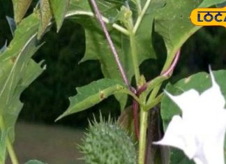 शरीर के कष्ट काटेगा ये जहरीला पौधा! महादेव का प्रिय, औषधि का खजाना, कई बीमारियों का काल, जानें फायदे – Madhya Pradesh News