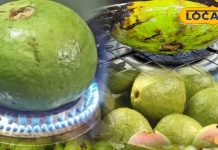 Health Tips: ठंड में क्यों खूब खाना चाहिए भुना हुआ अमरूद? जानें इसके चौंकाने वाले हेल्थ बेनिफिट्स