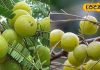 Amla health benefits | amla uses, amla nutrition | amla daily use ideas | healthy lifestyle tips | amla for wellness | amla recipes