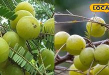 Amla health benefits | amla uses, amla nutrition | amla daily use ideas | healthy lifestyle tips | amla for wellness | amla recipes