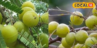 Amla health benefits | amla uses, amla nutrition | amla daily use ideas | healthy lifestyle tips | amla for wellness | amla recipes