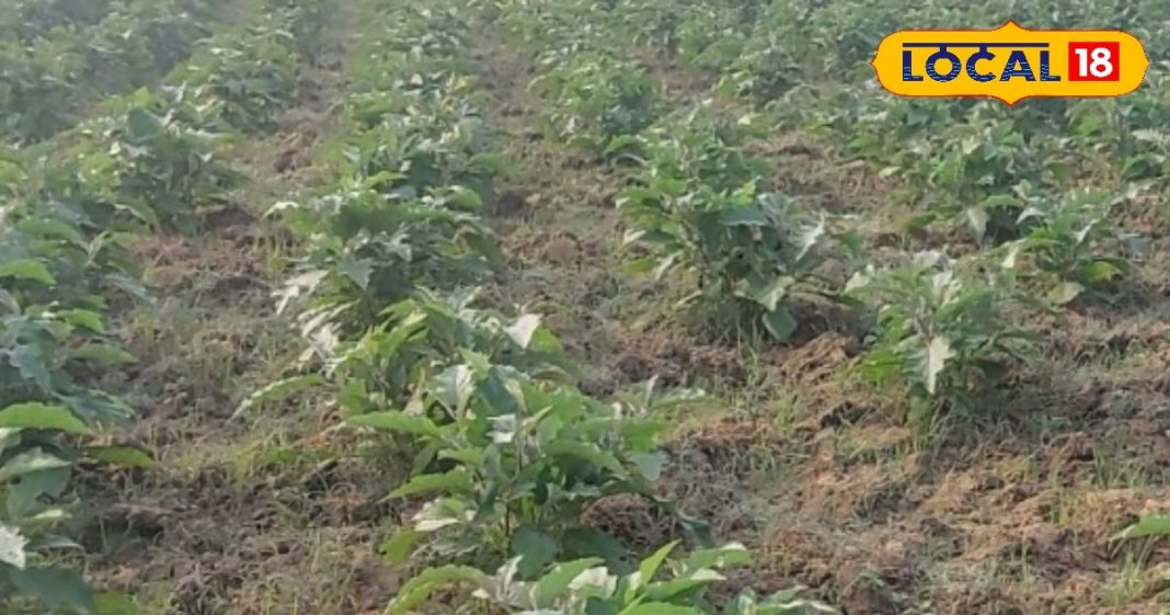 भट्ठा हो या लंबा लद जाएंगे फल! बैंगन की खेती का गेम चेंजर फॉर्मूला