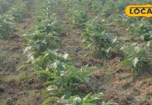 भट्ठा हो या लंबा लद जाएंगे फल! बैंगन की खेती का गेम चेंजर फॉर्मूला