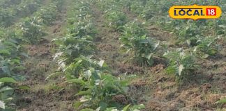 भट्ठा हो या लंबा लद जाएंगे फल! बैंगन की खेती का गेम चेंजर फॉर्मूला