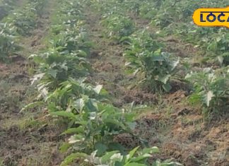 भट्ठा हो या लंबा लद जाएंगे फल! बैंगन की खेती का गेम चेंजर फॉर्मूला