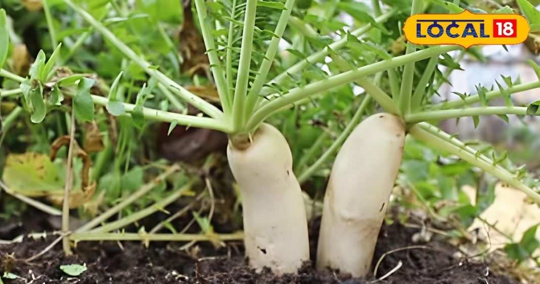 वजन घटाने से लेकर पॉवर बढ़ाने तक की ये जादुई बूस्टर, जानें सर्दियों में मूली खाने का सबसे अच्छा तरीका – Uttar Pradesh News