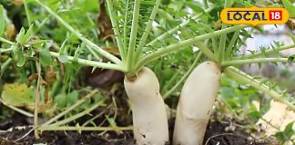 वजन घटाने से लेकर पॉवर बढ़ाने तक की ये जादुई बूस्टर, जानें सर्दियों में मूली खाने का सबसे अच्छा तरीका – Uttar Pradesh News