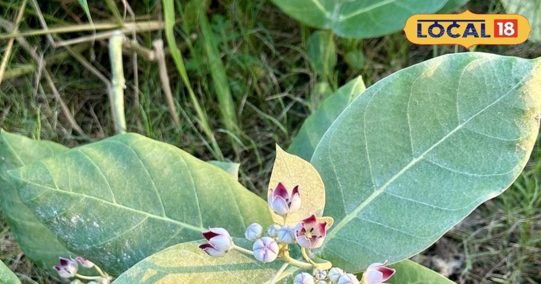 औषधीय गुणों का खजाना भोलेनाथ का प्रिय पौधा, दर्द से फौरन देता राहत, कई रोगों में रामबाण – Madhya Pradesh News
