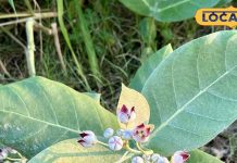 औषधीय गुणों का खजाना भोलेनाथ का प्रिय पौधा, दर्द से फौरन देता राहत, कई रोगों में रामबाण – Madhya Pradesh News
