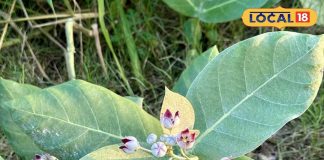 औषधीय गुणों का खजाना भोलेनाथ का प्रिय पौधा, दर्द से फौरन देता राहत, कई रोगों में रामबाण – Madhya Pradesh News