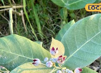 औषधीय गुणों का खजाना भोलेनाथ का प्रिय पौधा, दर्द से फौरन देता राहत, कई रोगों में रामबाण – Madhya Pradesh News