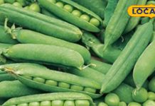 हरी मटर से पहले खाओगे उसका छिलका, ये आंख से दिल तक सबका हमदर्द, जानें चौंकाने वाला सीक्रेट – Uttar Pradesh News