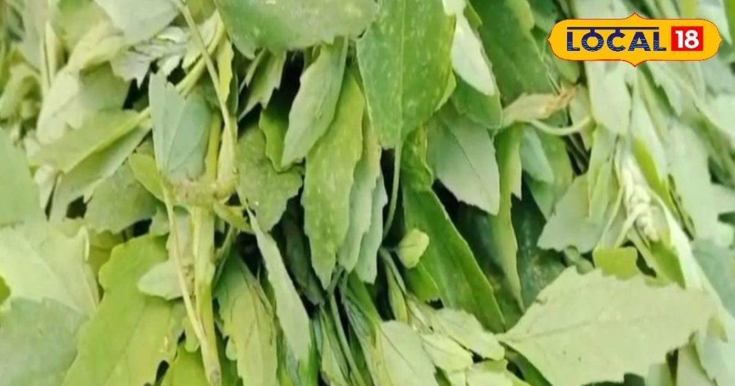 शरीर की चुस्ती-फुर्ती में रामबाण है यह साग, खा लिया तो यूरिक एसिड हो जाएगा गायब, सर्दी में सिर्फ 3 महीने मिलता – Uttar Pradesh News