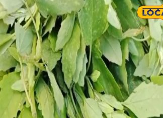 शरीर की चुस्ती-फुर्ती में रामबाण है यह साग, खा लिया तो यूरिक एसिड हो जाएगा गायब, सर्दी में सिर्फ 3 महीने मिलता – Uttar Pradesh News