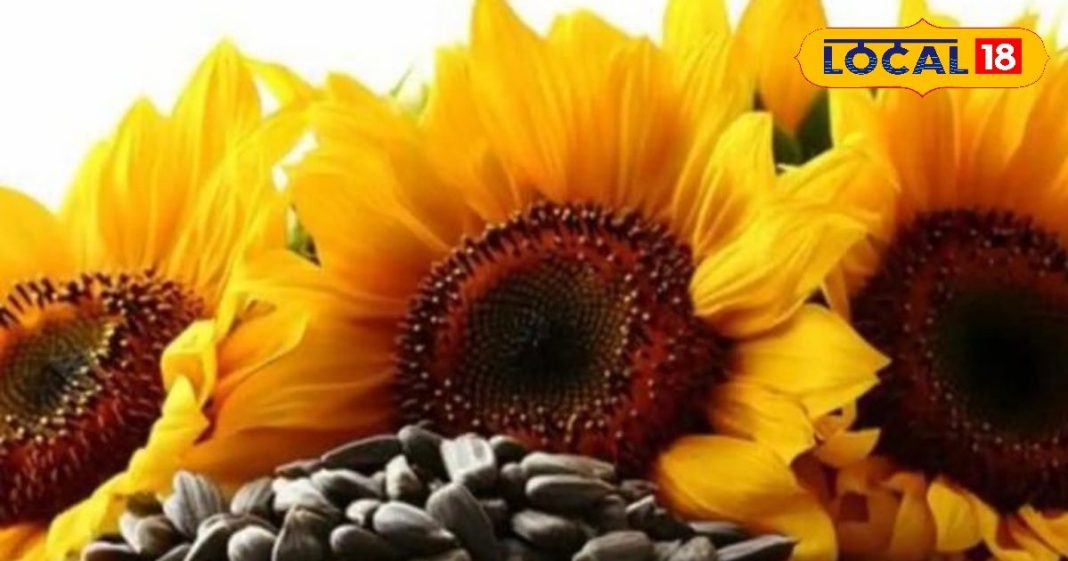सूरजमुखी का बीज नहीं, ये है एक ‘सुपर मेडिसिन’! जानिए कैसे पाचन से लेकर दिल तक की बीमारियों में देता है फायदा – Uttar Pradesh News