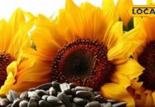 सूरजमुखी का बीज नहीं, ये है एक ‘सुपर मेडिसिन’! जानिए कैसे पाचन से लेकर दिल तक की बीमारियों में देता है फायदा – Uttar Pradesh News