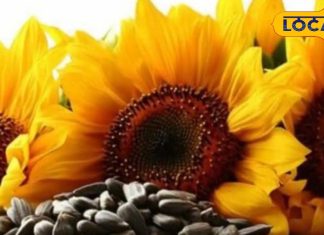 सूरजमुखी का बीज नहीं, ये है एक ‘सुपर मेडिसिन’! जानिए कैसे पाचन से लेकर दिल तक की बीमारियों में देता है फायदा – Uttar Pradesh News