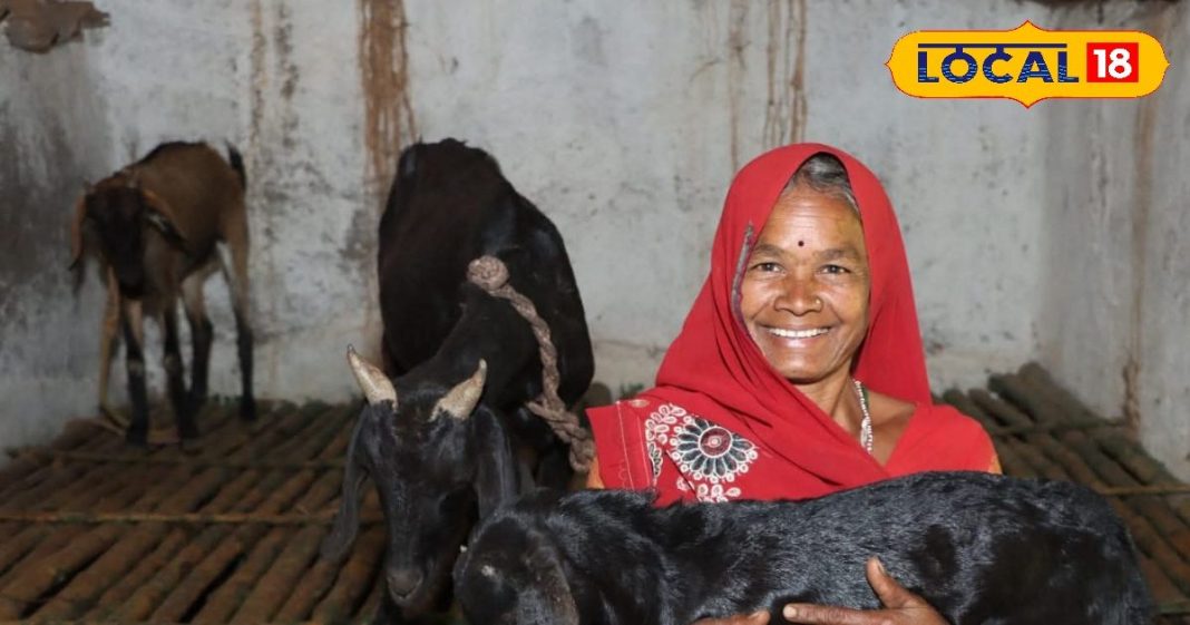 बच्चों के लिए सुपरफूड, बकरी के दूध में है वो ताकत जो गाय-भैंस के दूध में नहीं, डॉक्टर से जानिए फायदे – Madhya Pradesh News