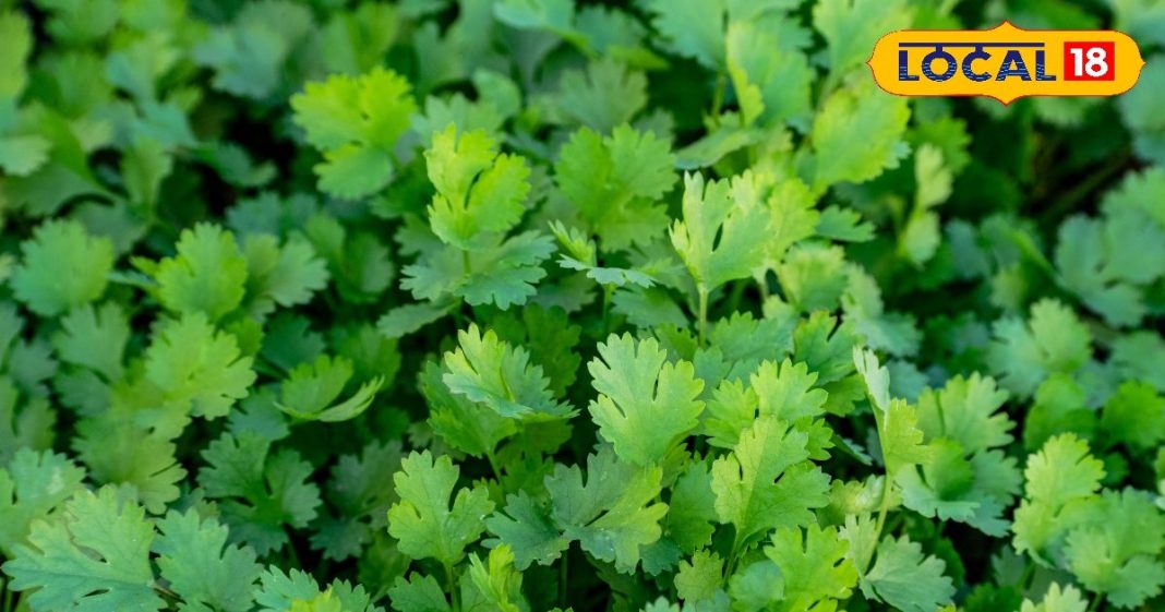 सर्दियों में फ्रिज या फ्रीजर में धनिया कैसे रखें ताज़ा? ये टिप्स काम आएंगे, लंबे समय तक रहे ताज़ा – Uttar Pradesh News