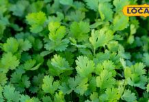 सर्दियों में फ्रिज या फ्रीजर में धनिया कैसे रखें ताज़ा? ये टिप्स काम आएंगे, लंबे समय तक रहे ताज़ा – Uttar Pradesh News