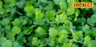 सर्दियों में फ्रिज या फ्रीजर में धनिया कैसे रखें ताज़ा? ये टिप्स काम आएंगे, लंबे समय तक रहे ताज़ा – Uttar Pradesh News